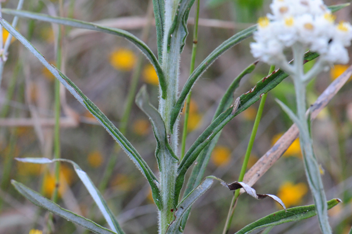 Western Pearly Everlasting leaves are dark green to gray-green above and woolly white under. They are 3 to 5 inches or so, alternate, linear and revolute with entire margins. Anaphalis margaritacea